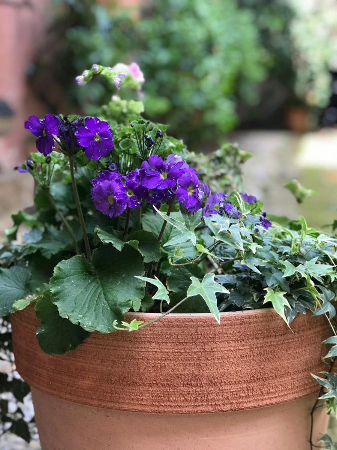Hostly - Garden House Near The Tower - Historical House With Private Garden Apartment Пиза Екстериор снимка